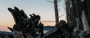 Превью обои лес, деревья, ветки, сумерки, природа
