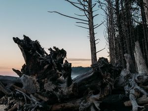 Превью обои лес, деревья, ветки, сумерки, природа