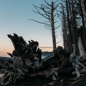 Превью обои лес, деревья, ветки, сумерки, природа