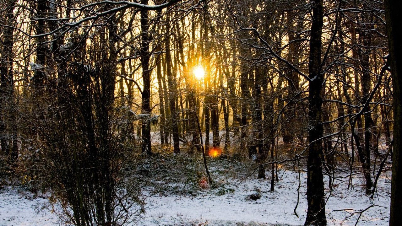 Обои лес, деревья, ветки, осень, снег, рассвет, холод, солнце