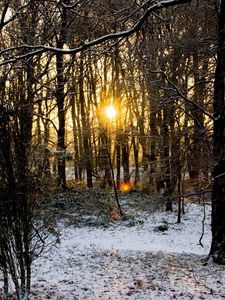 Превью обои лес, деревья, ветки, осень, снег, рассвет, холод, солнце