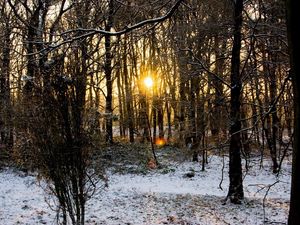 Превью обои лес, деревья, ветки, осень, снег, рассвет, холод, солнце