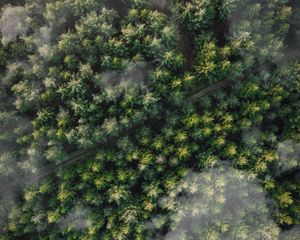 Превью обои лес, деревья, вид с воздуха, верхушки, тропа, облака