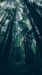 Превью обои лес, деревья, вид снизу, тени