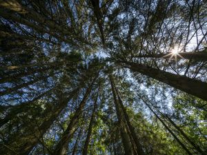 Превью обои лес, деревья, вид снизу, небо, природа