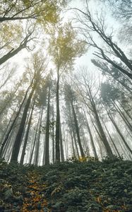 Превью обои лес, деревья, вид снизу, пейзаж, природа