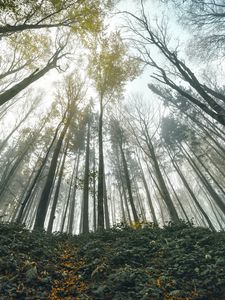 Превью обои лес, деревья, вид снизу, пейзаж, природа