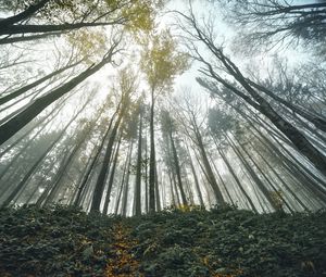 Превью обои лес, деревья, вид снизу, пейзаж, природа