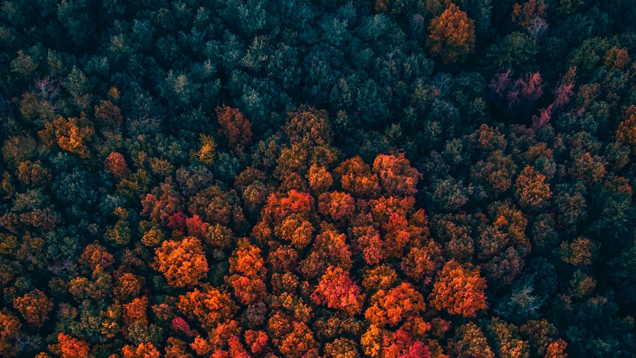 Обои лес, деревья, вид сверху, осень, краски осени, яркий