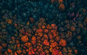 Превью обои лес, деревья, вид сверху, осень, краски осени, яркий