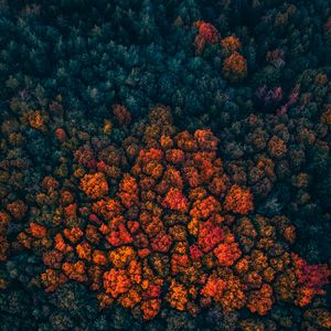Превью обои лес, деревья, вид сверху, осень, краски осени, яркий