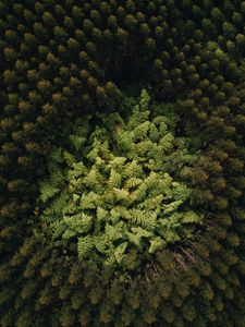 Превью обои лес, деревья, вид сверху, верхушки, зеленый