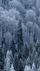 Превью обои лес, деревья, вид сверху, заснеженный, мороз, зима