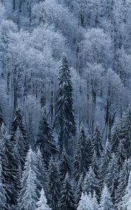 Превью обои лес, деревья, вид сверху, заснеженный, мороз, зима