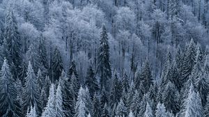Превью обои лес, деревья, вид сверху, заснеженный, мороз, зима