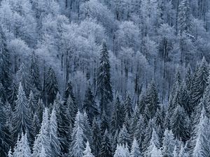 Превью обои лес, деревья, вид сверху, заснеженный, мороз, зима