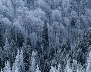 Превью обои лес, деревья, вид сверху, заснеженный, мороз, зима