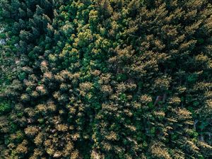 Превью обои лес, деревья, вид сверху, ель