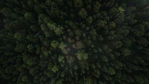 Превью обои лес, деревья, вид сверху, зеленый, ель