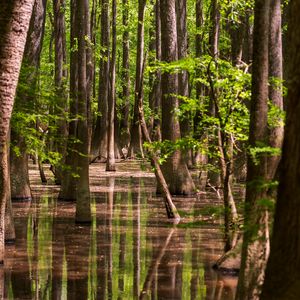Превью обои лес, деревья, вода, отражение, природа