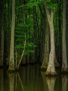 Превью обои лес, деревья, вода, природа, половодье