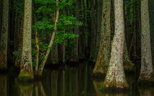 Превью обои лес, деревья, вода, природа, половодье