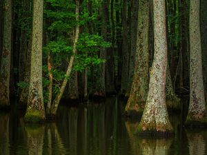 Превью обои лес, деревья, вода, природа, половодье