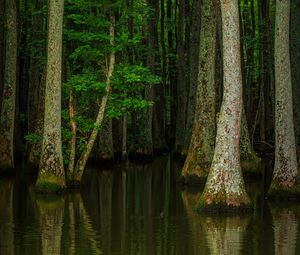 Превью обои лес, деревья, вода, природа, половодье