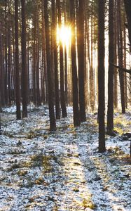 Превью обои лес, деревья, закат, солнце, зима, лучи