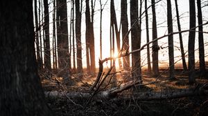 Превью обои лес, деревья, закат, солнечный свет, природа