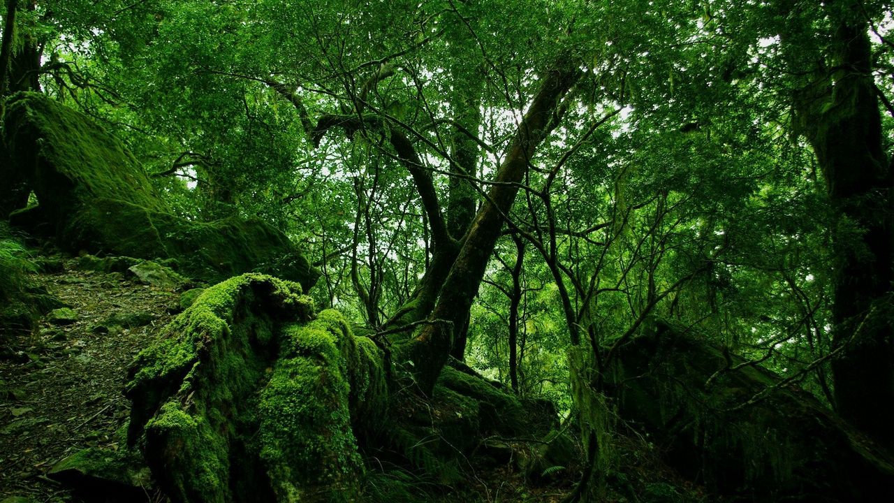 Обои лес, деревья, заросли, зеленый, мох, растительность, кусты, камни, листья