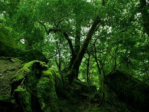Превью обои лес, деревья, заросли, зеленый, мох, растительность, кусты, камни, листья