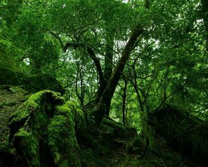 Превью обои лес, деревья, заросли, зеленый, мох, растительность, кусты, камни, листья