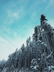 Превью обои лес, деревья, заснеженный, верхушки, небо, зима