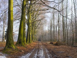 Превью обои лес, деревья, земля, трава, туман, свежесть, утро, бревна, дорога