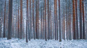Превью обои лес, деревья, зима, снег, минимализм