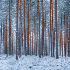 Превью обои лес, деревья, зима, снег, минимализм