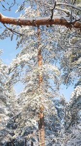 Превью обои лес, деревья, зима, снег, природа