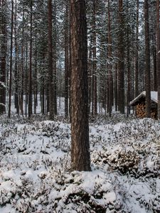 Превью обои лес, деревья, зима, снег, пейзаж