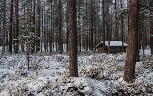 Превью обои лес, деревья, зима, снег, пейзаж