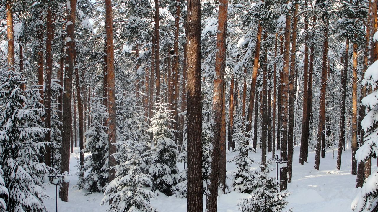 Обои лес, деревья, зима, санкт-петербург, павловск