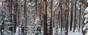 Превью обои лес, деревья, зима, санкт-петербург, павловск