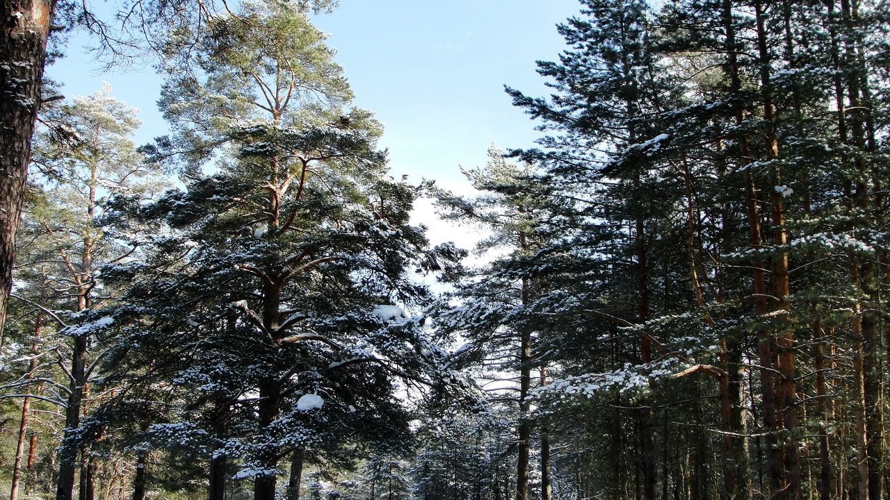 Обои лес, деревья, зима, санкт-петербург, сестрорецк, снизу