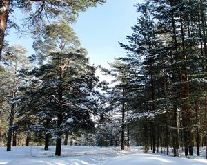 Превью обои лес, деревья, зима, санкт-петербург, сестрорецк, снизу
