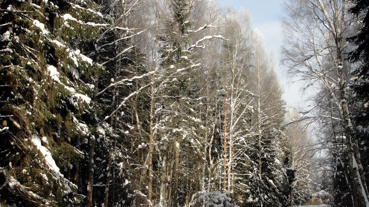 Обои лес, деревья, зима, санкт-петербург, павловск, дорога