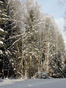 Превью обои лес, деревья, зима, санкт-петербург, павловск, дорога