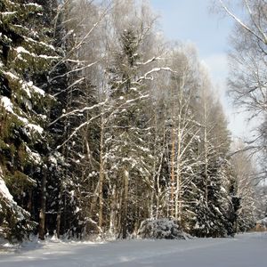 Превью обои лес, деревья, зима, санкт-петербург, павловск, дорога