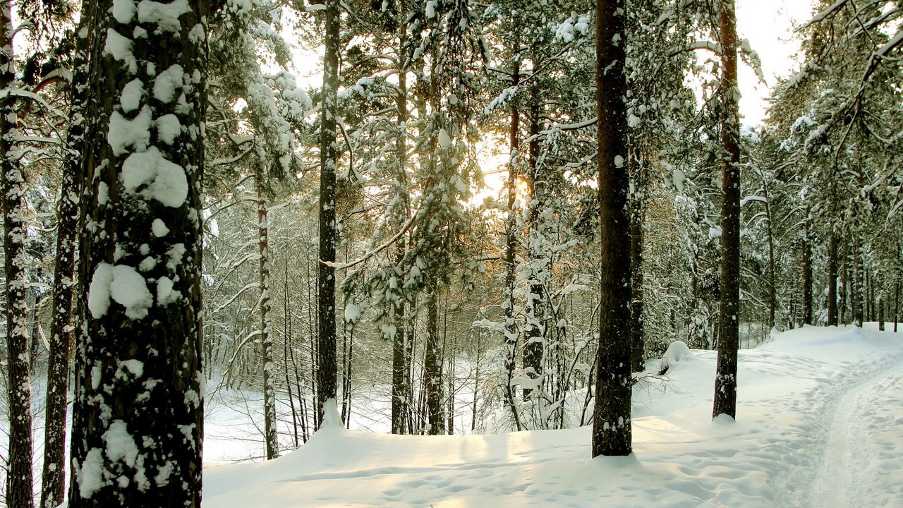 Обои лес, деревья, зима, санкт-петербург, сестрорецк, дорога, стволы