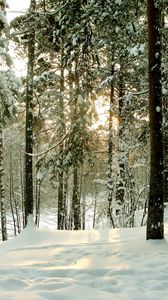 Превью обои лес, деревья, зима, санкт-петербург, сестрорецк, дорога, стволы