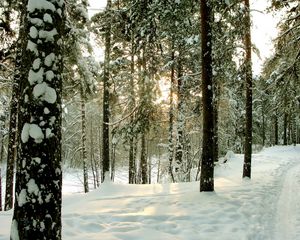 Превью обои лес, деревья, зима, санкт-петербург, сестрорецк, дорога, стволы